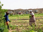Replay Paysans du monde - Afrique du Sud : AMAP