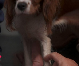 Replay Dr Cath - Mission adoption - S4 E8