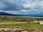 Replay Le poney Connemara, une légende irlandaise - 360° Reportage