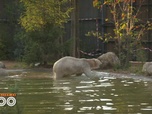 Replay Une saison au zoo - S12 E28
