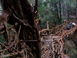 Replay ARTE Reportage - Inde : les ponts vivants du Meghalaya