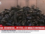 Replay BFM Première - Face à la sécheresse, les moules deviennent invendables à cause de leur taille
