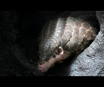 Replay Le pangolin du zoo de Brookfield au centre d'un nouveau documentaire sur la faune