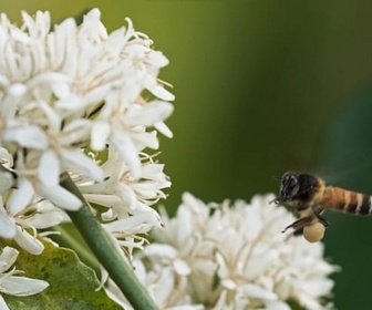 Replay Inde : quand les abeilles se font envahissantes