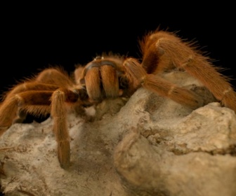Replay Morsures et piqûres : le grand test - S2E2 - Mygales et arachnophobie