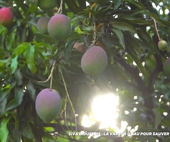 Replay Positive Outre-mer - Siva Industrie : la vapeur d'eau pour sauver les fruits