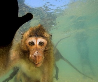 Replay Les singes qui voulaient voir la mer