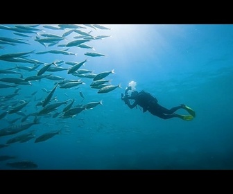 Replay Îles Canaries : Les photos prises par les citoyens contribuent à cartographier la vie marine