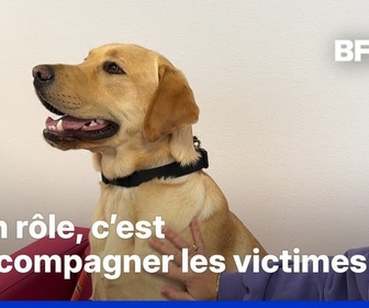 Replay ROBIN DE BFM - À Bayonne, un jeune labrador apaise et accompagne les victimes de violences