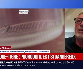 Replay BFM Première - Prolifération, vecteur de maladies… pourquoi le moustique-tigre est dangereux et de plus en plus résistant?