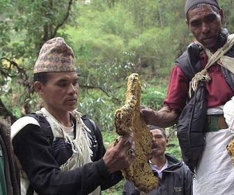 Replay Népal, les Gurung et l'abeille géante - Les maîtres des abeilles