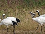 Replay Blanc, comme le mont Tianzhu et le désert de Gobi - Les couleurs de la Chine