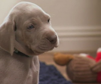 Replay Too cute (Trop mignon) - Petits chiens belges Snowshoes et Braques de Weimar