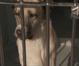 Replay Chiens et chats sans collier - Petits gestes, grandes espérances