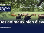 Replay La France en Vrai - Nouvelle-Aquitaine - Des animaux bien élevés
