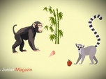 Replay ARTE JUNIOR Le magazine - Dossier école : le zoo