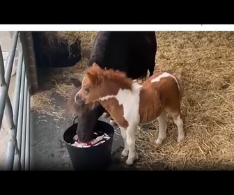 Replay De la taille d'un épagneul : un minuscule poney devient l'attraction d'un refuge pour animaux