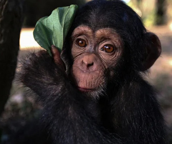 Replay Baby Chimp Rescue - La saison des changements