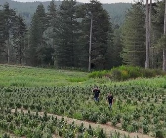 Replay 27 pays et autant de préoccupations - La production de cannabis menacée en Italie