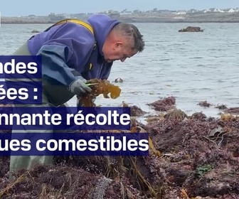 Replay TANGUY DE BFM - Grandes marées en Bretagne: l'étonnante récolte d'algues comestibles