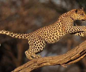 Replay Sur la piste des chiens sauvages d'Afrique - 28/12/2025