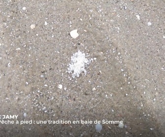 Replay C Jamy - La Baie de Somme : un joyau de la nature
