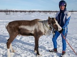Replay Norvège, la princesse des rennes - GEO Reportage