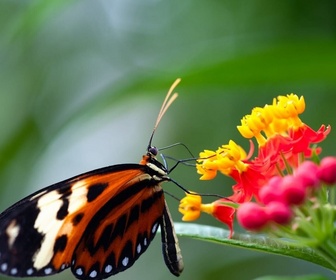 Replay La forêt de papillons