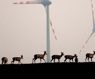 Replay Animaux et humains, la Terre en partage
