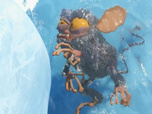 Replay Les as de la jungle à la rescousse - Hibertarsus