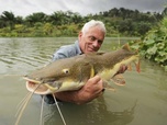 Replay River monsters - S7E5 - Terreurs du Pacifique Sud