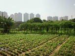 Replay Paysans du monde - Hong Kong : L'agriculture urbaine