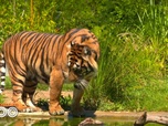Replay Une saison au zoo - S12 E48