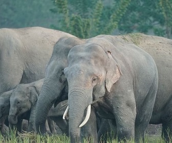 Replay Inde, les éléphants de la discorde - 360° Reportage