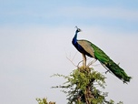 Replay Le désert de Tharparkar - Pakistan, la beauté en sursis