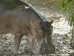 Replay Les hippopotames de Pablo Escobar - GEO Reportage