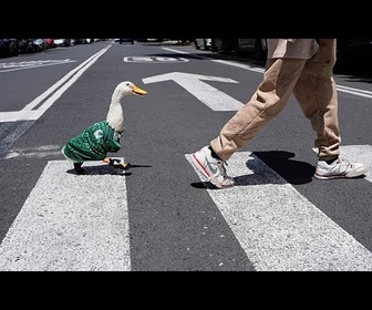 Replay Merlin, le canard devenu mascotte virale du Mondial