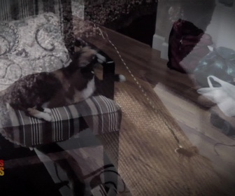 Replay Hell's cat : mon chat est un cauchemar - S5E8 - Mamma Mia !