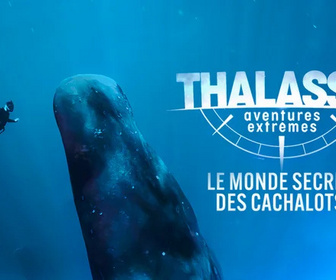 Replay Thalassa, aventures extrêmes - 01/04/2026