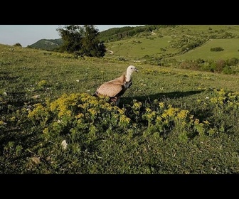 Replay Le grand retour des vautours bulgares : changement en Europe après des siècles de persécution