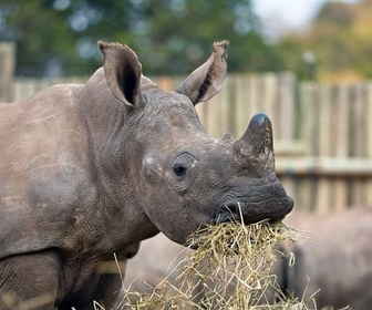 Replay Les derniers rhinocéros d'Afrique