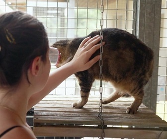 Replay Animaux à adopter - Jack Sparrow, le chat pirate à 3 pattes et Winkie la petite créole arrivée de Guadeloupe