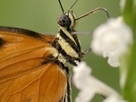 Replay Florilège - Les papillons, ces super-héros de la nature