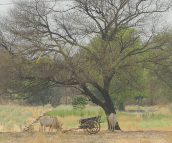 Replay Info éco - Accord commercial Inde-Etats-Unis : des relations normalisées... mais floues