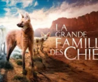 Replay La grande famille des chiens