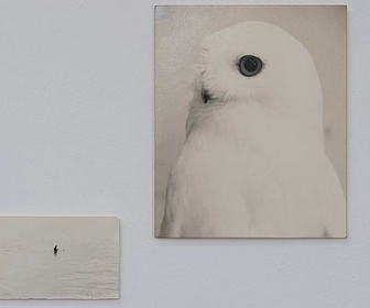Replay ARTE Journal - Yamamoto Masao illumine L'Eté photographique de Lectoure