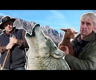 Replay La protection des loups réduite en Europe. La biodiversité est-elle en danger ?