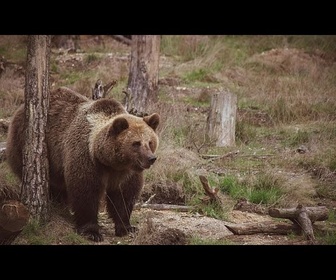 Replay Bulgarie : des ours maltraités réhabilités dans un refuge pour la faune sauvage