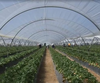 Replay Andalousie : les agriculteurs en guerre ! - 27 - Le reportage