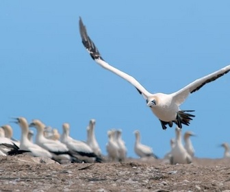 Replay Chasses en territoire hostile - Les super-prédateurs des mers